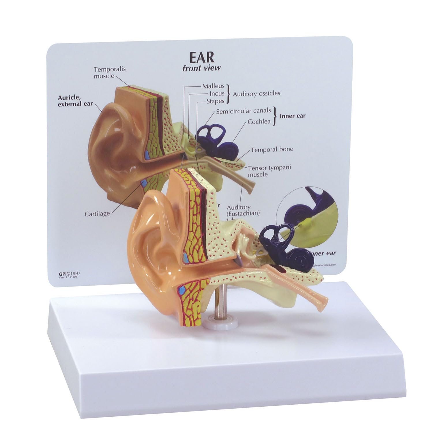 GPI Anatomicals 2250 Ohr Modell, 1019526