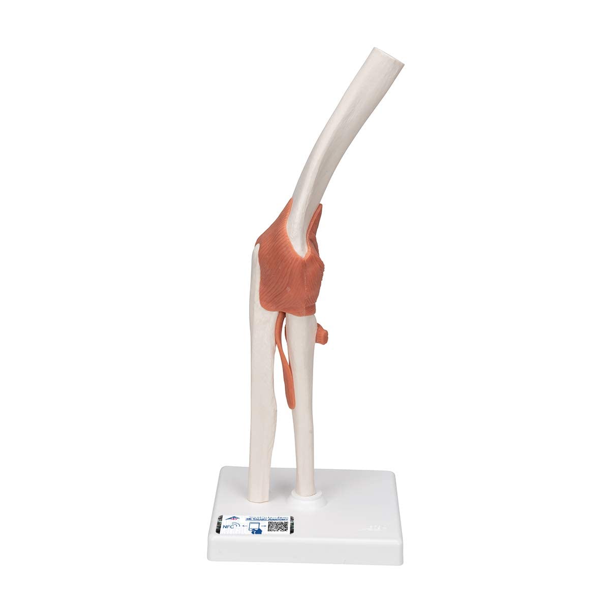 3B Scientific 3B Smart Anatomy A83 Ellenbogengelenk + kostenlose Anatomie App - 3B Smart Anatomy