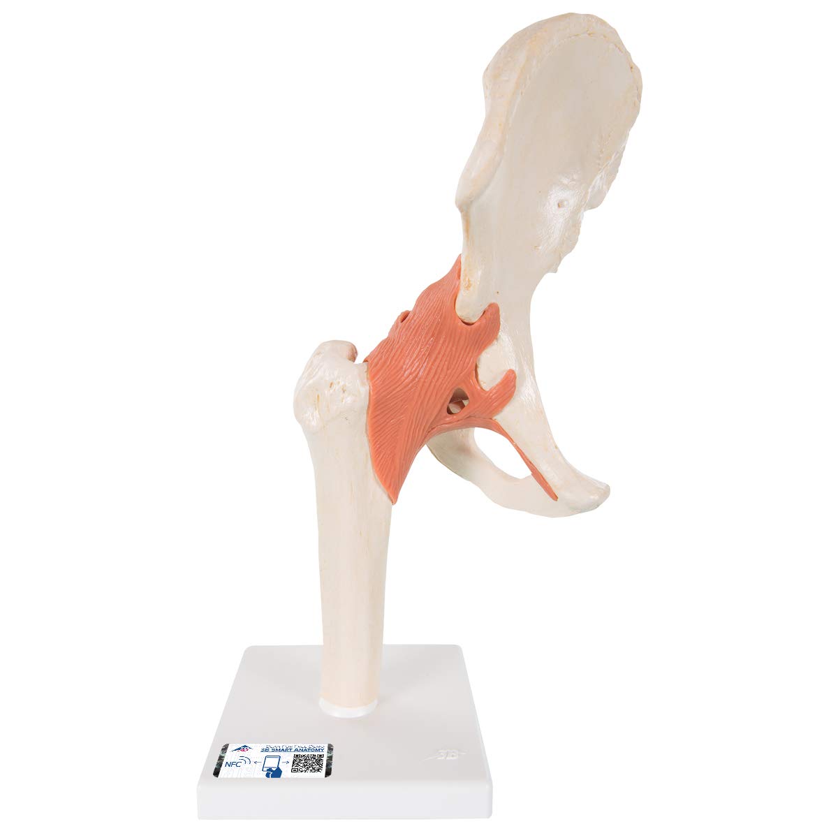 3B Scientific Human Anatomy - مدل عملکردی مفصل ران لوکس + برنامه رایگان آناتومی - 3B Smart Anatomy، A81/1