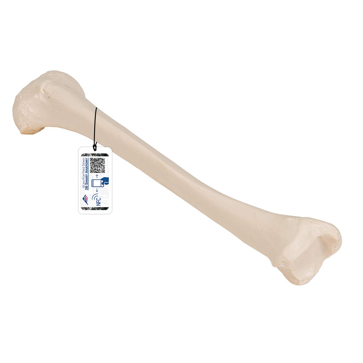 3B Scientific A35/3 Shin Model + اپلیکیشن رایگان آناتومی - 3B Smart Anatomy