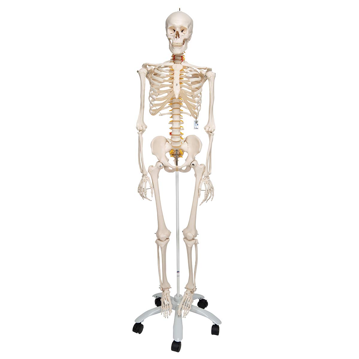 3B Scientific Human Anatomy - Flexible Skeleton Model Fred + اپلیکیشن رایگان آناتومی - 3B Smart Anatomy، پایه استاندارد