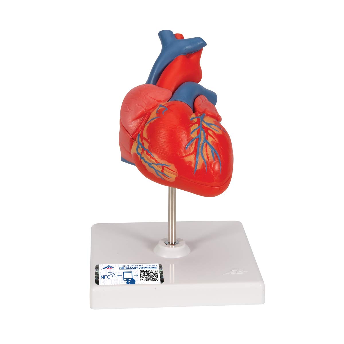 3B Scientific Human Anatomy - مدل قلب کلاسیک، 2 قسمت + برنامه رایگان آناتومی - 3B Smart Anatomy Heart، 2 قسمت