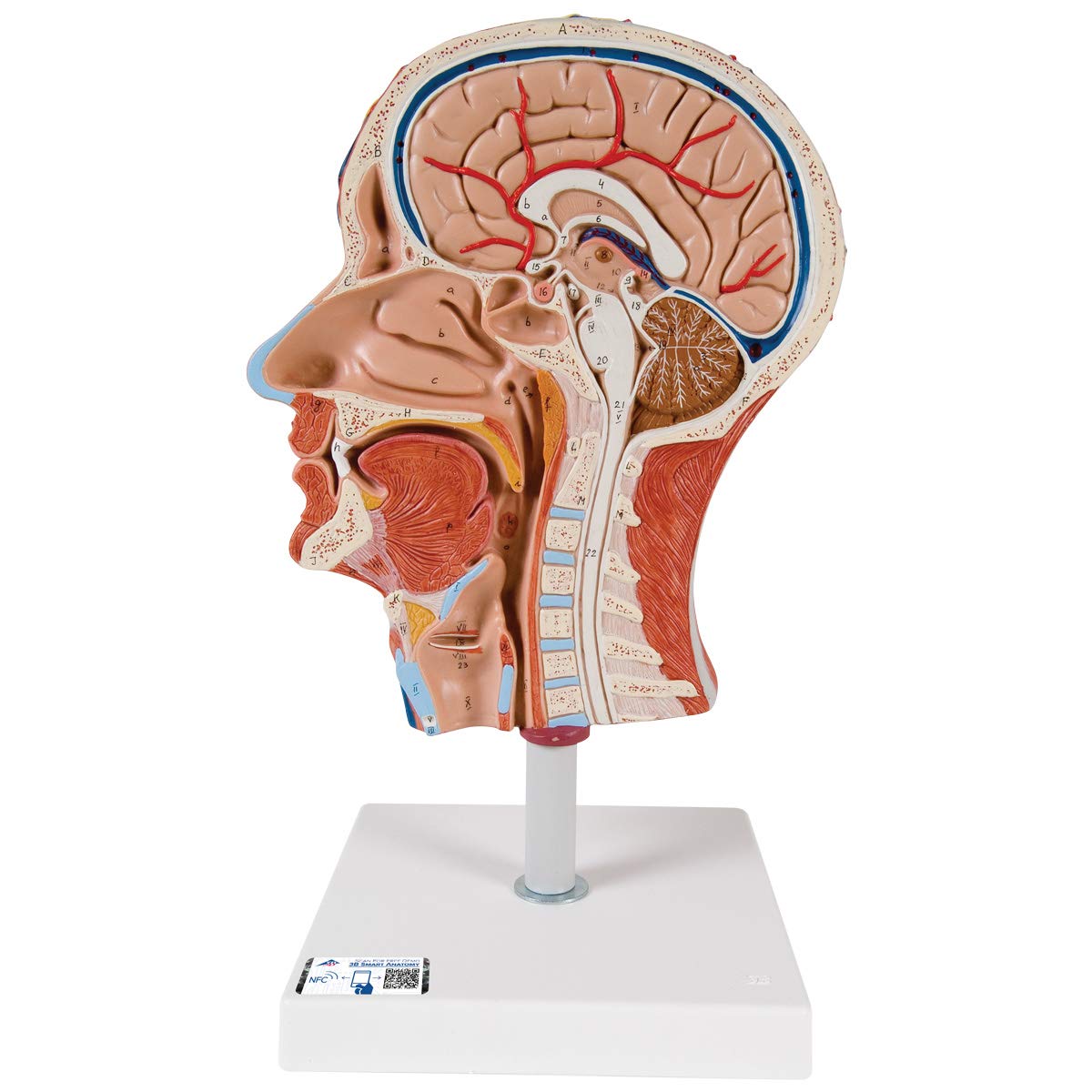 3B علمی آناتومی انسان - نیمه سر با عضلات + برنامه رایگان آناتومی - 3B Smart Anatomy