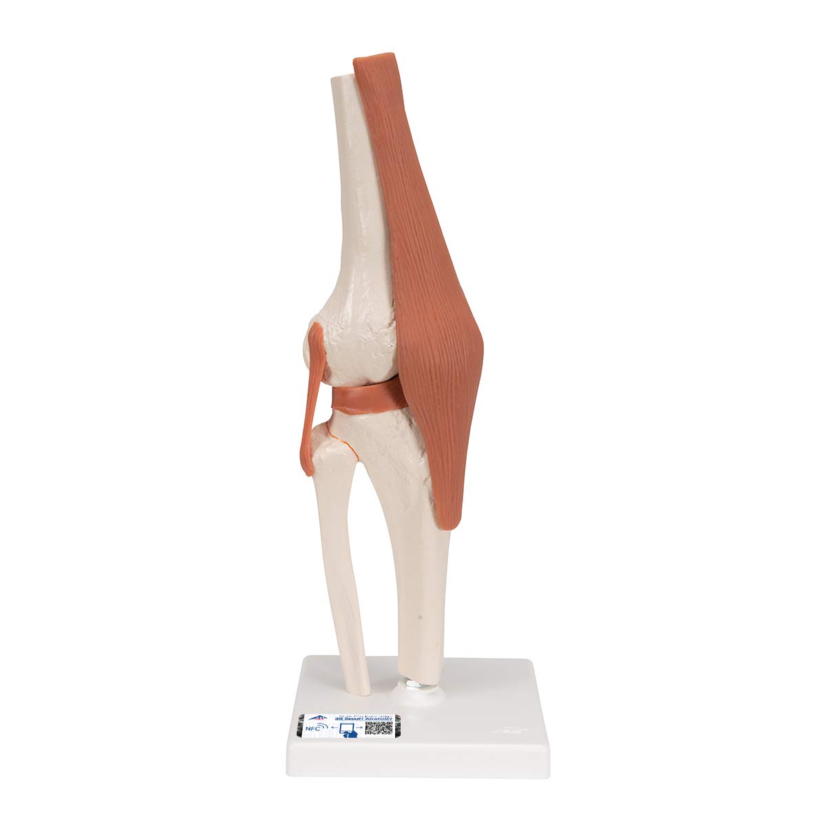 3B Scientific 3B Smart Anatomy A82 Kniegelenk + kostenlose Anatomie App - 3B Smart Anatomy