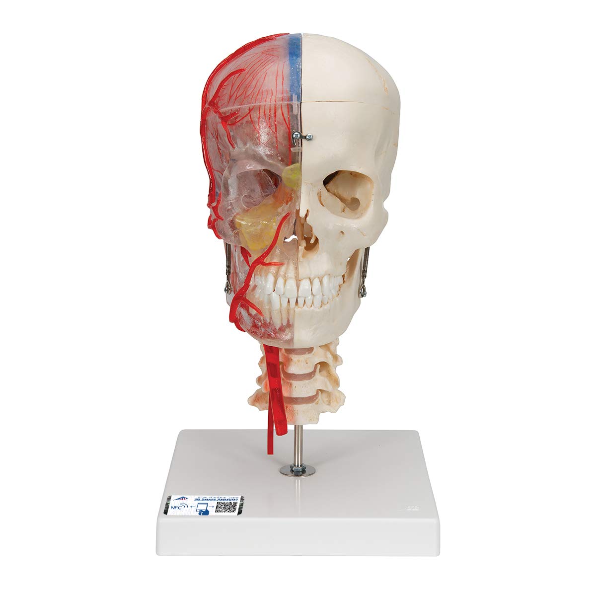3B Scientific Human Anatomy - مدل جمجمه سیستم 7 تکه.