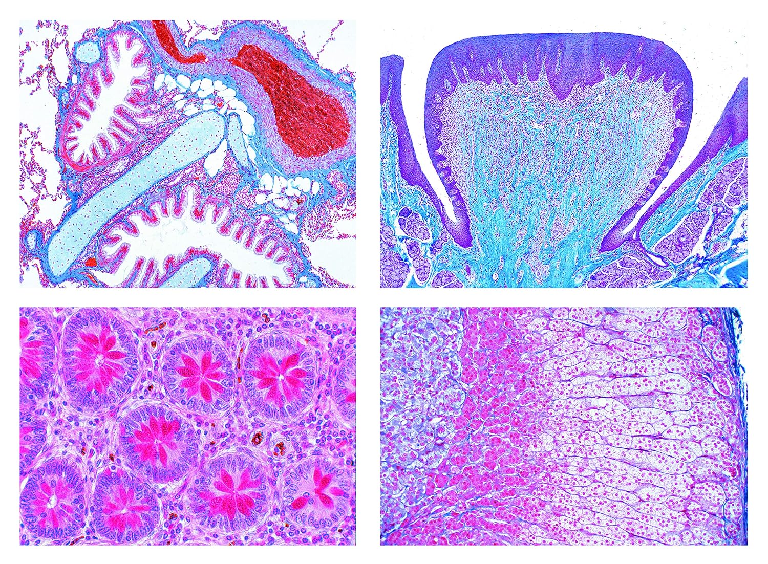 سری تشریحی میکروسکوپی لیِدر - بافت‌شناسی انسان، پایه (LIEDER Mikropräparat Serie - Histologie des Menschen, Basis)