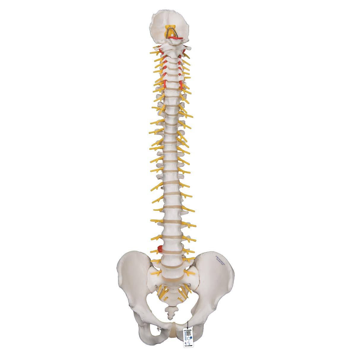 3B Scientific Human Anatomy - مدل ستون فقرات لوکس انعطاف پذیر + برنامه رایگان آناتومی - 3B Smart Anatomy