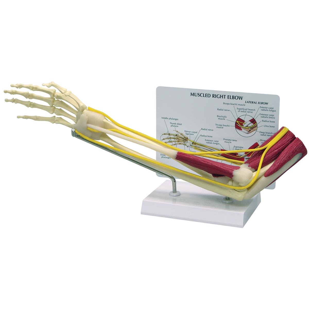 مدل GPI Anatomicals 1850 Ebow with Muscles