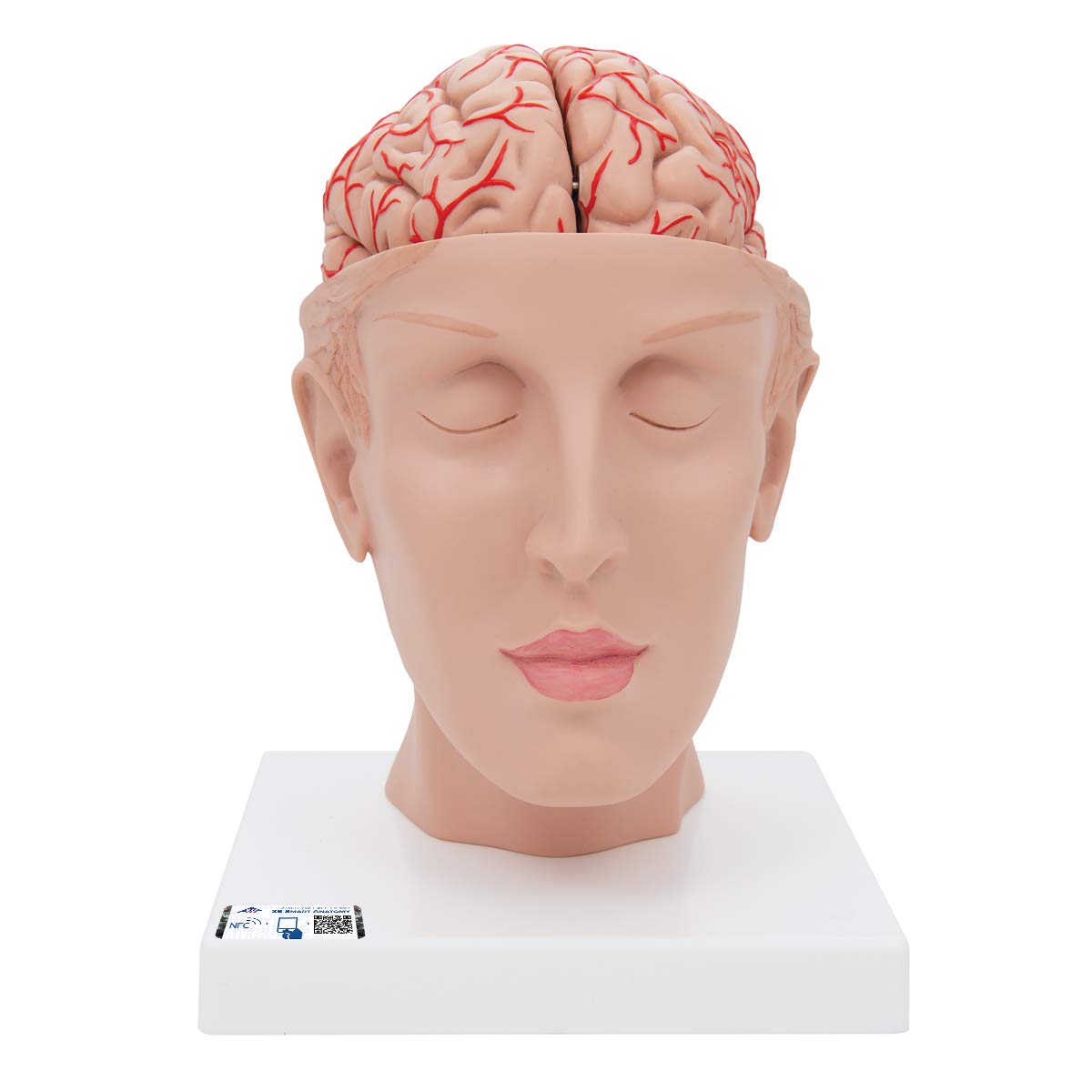3B Scientific Human Anatomy - مدل مغز انسان با عروق روی پایه سر، 8 قطعه + برنامه رایگان آناتومی - 3B Smart Anatomy