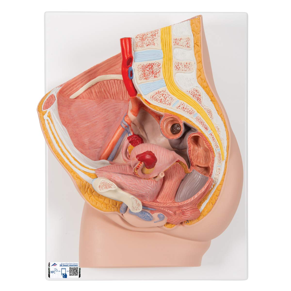 مدل تشریحی اسکلت لگن انسان زنانه 3B Scientific H10 (مدیانی، 2 قطعه) همراه با نرم‌افزار آناتومی و اپلیکیشن رایگان 3B Smart Anatomy