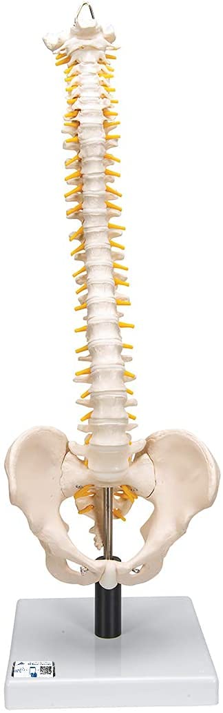 3B Scientific Human Anatomy - مدل ستون فقرات انعطاف پذیر با دیسک های نرم + برنامه رایگان آناتومی - 3B Smart Anatomy