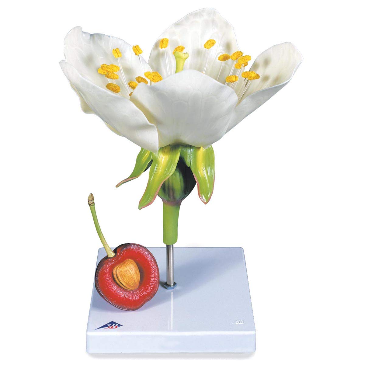 مدل تشریحی بیولوژی گل و میوه گیلاس (Prunus avium) 3B Scientific، مدل آموزشی بیولوژی