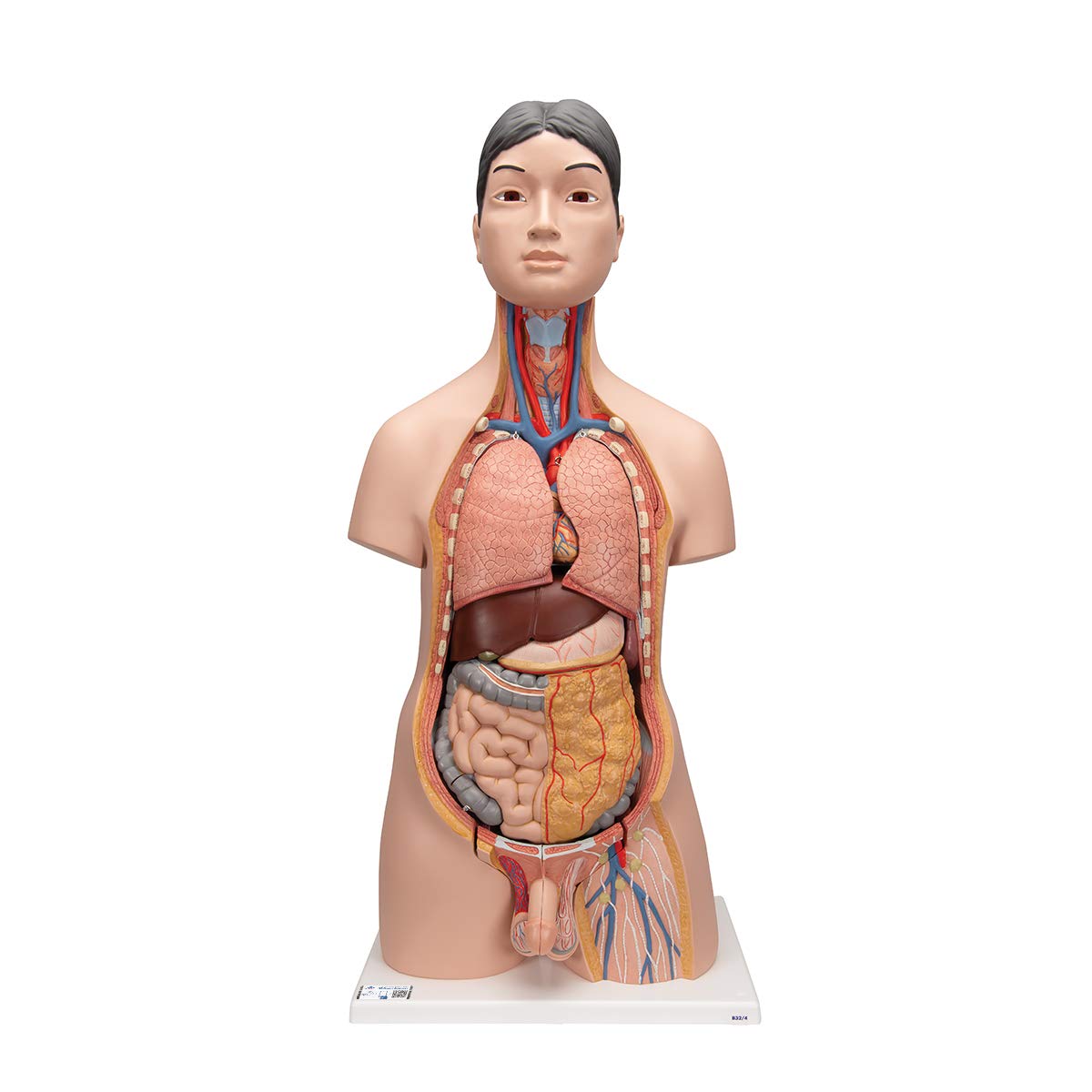 3B Scientific ژاپنی لوکس دوجنس نیم تنه مدل 18 تکه + برنامه رایگان آناتومی - 3B Smart Anatomy