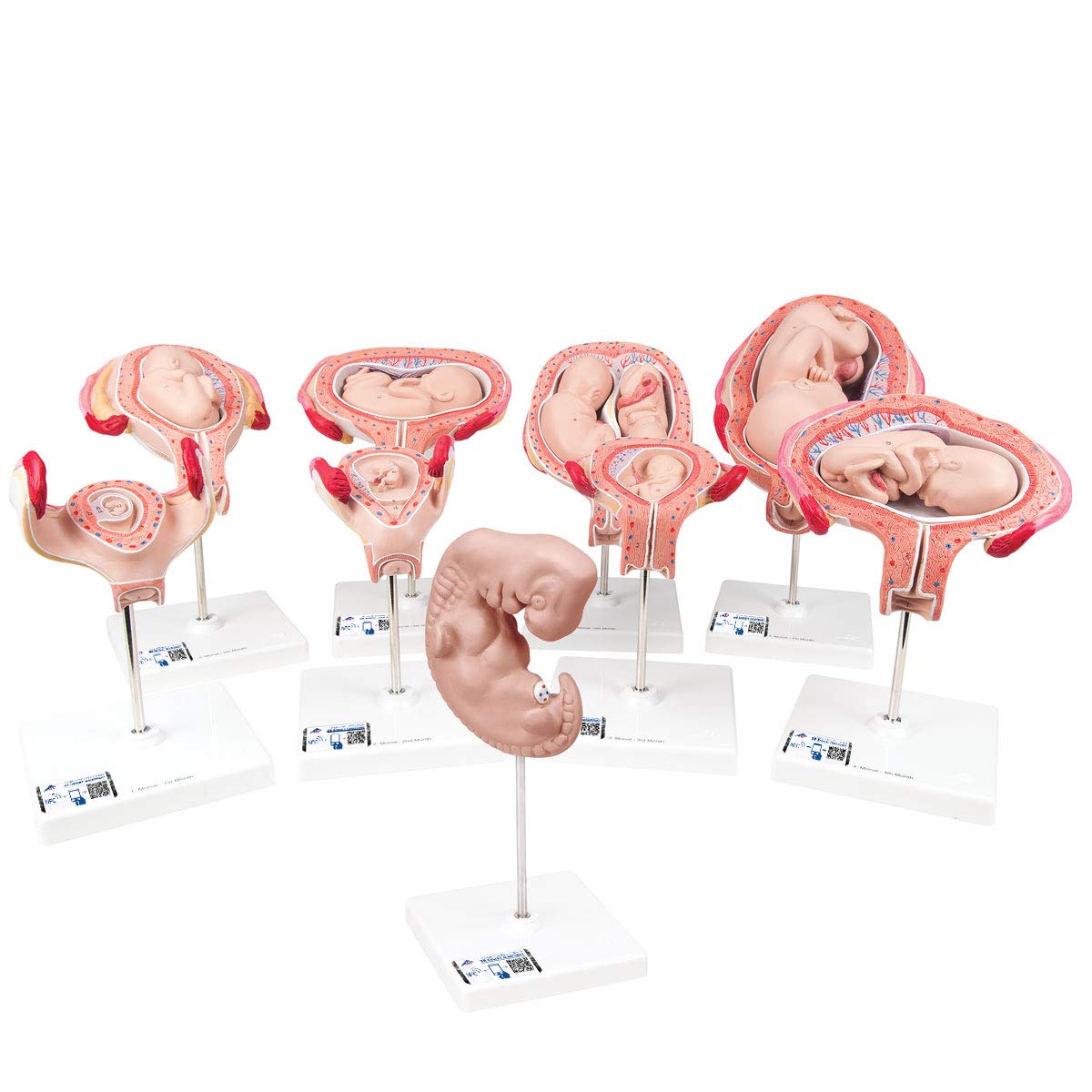 مدل تشریحی بارداری 3B Scientific سری 9 مدل همراه با اپلیکیشن رایگان 3B Smart Anatomy
