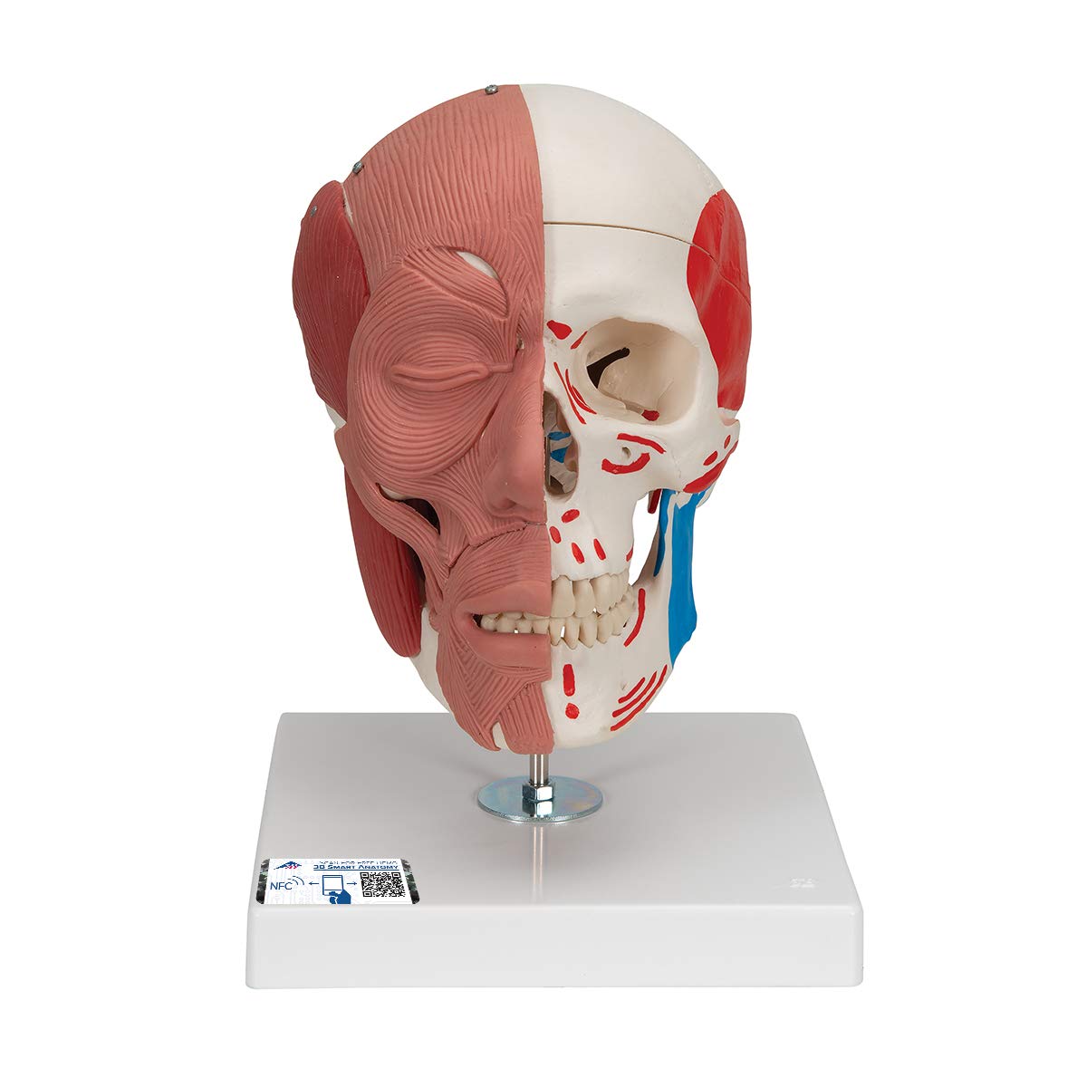 3B Scientific Human Anatomy - مدل جمجمه با عضلات صورت + برنامه رایگان آناتومی - 3B Smart Anatomy، A300
