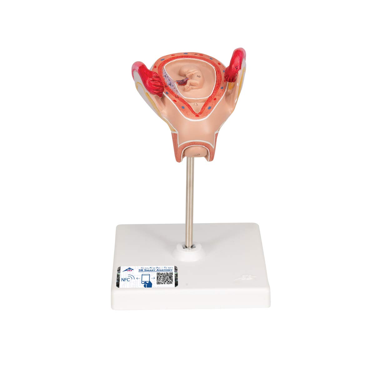 مدل تشریحی جنین انسان، 2 ماهه - 3B Scientific همراه با اپلیکیشن رایگان آناتومی 3B Smart Anatomy