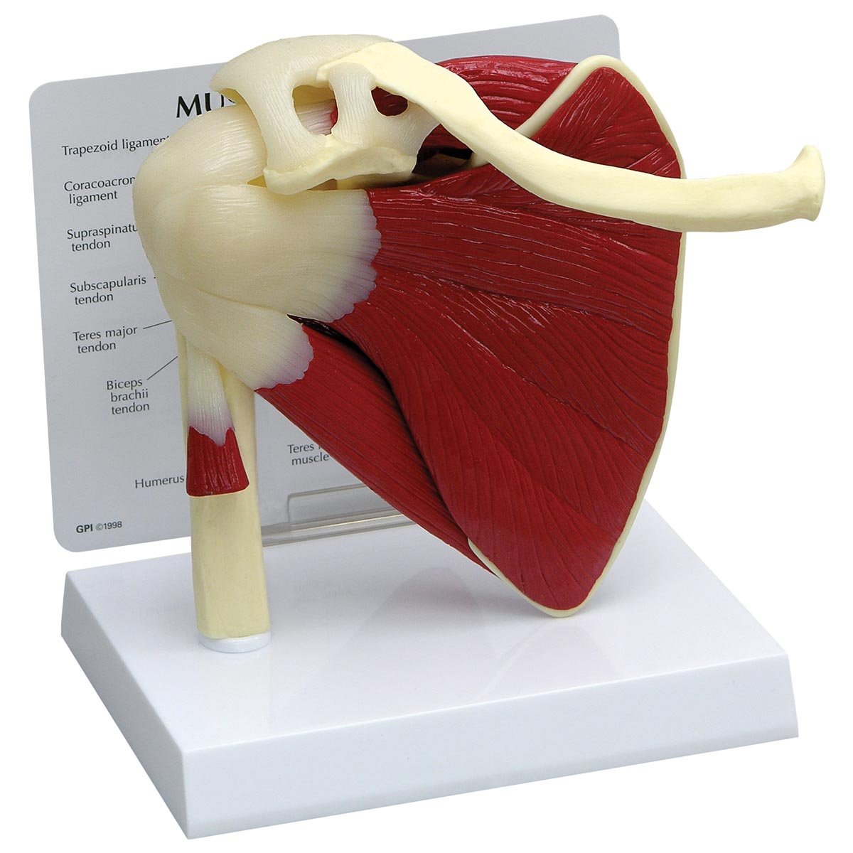 مدل شانه GPI Anatomicals 1810 با عضلات