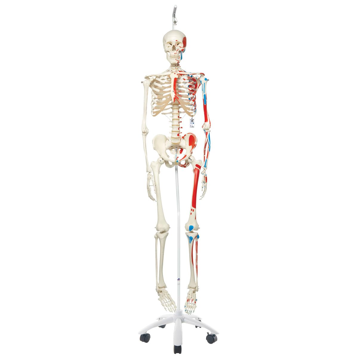 3B Scientific Human Anatomy Skeleton Max - با نمایش عضله - اندازه واقعی، با نرم افزار آناتومی - A11 به عنوان مدل یادگیری یا کمک آموزشی - 3B Smart Anatomy، پایه آویز، A11/1