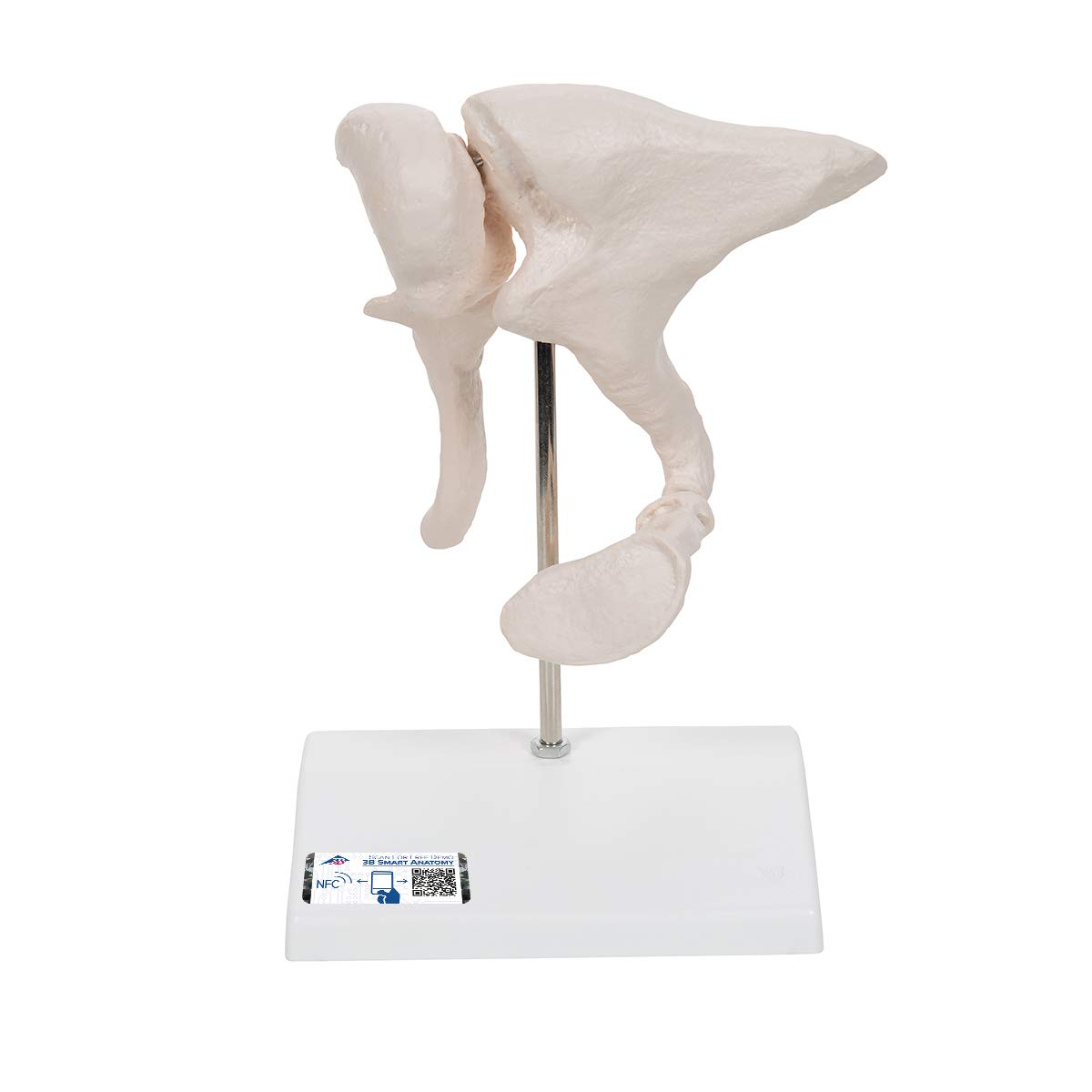 3B Scientific 3B Smart Anatomy مدل Ossicle A101، 20x بزرگنمایی + برنامه رایگان آناتومی - 3B Smart Anatomy