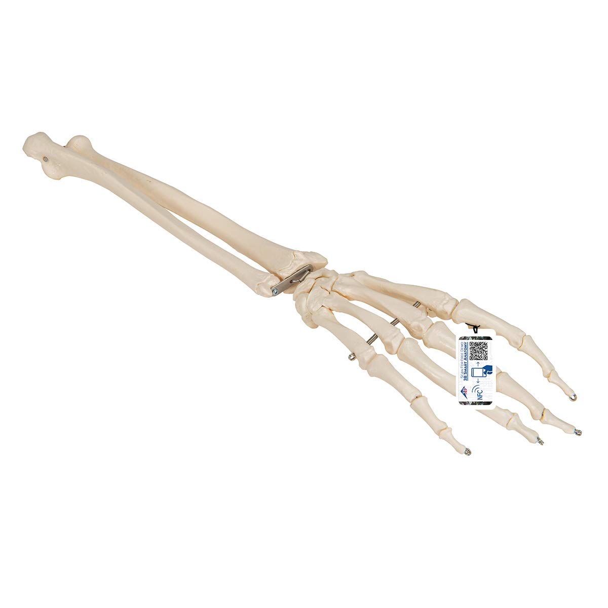 3B Scientific Human Anatomy - اسکلت دست با ساعد، کشیده شده روی سیم + برنامه رایگان آناتومی - 3B Smart Anatomy، A41
