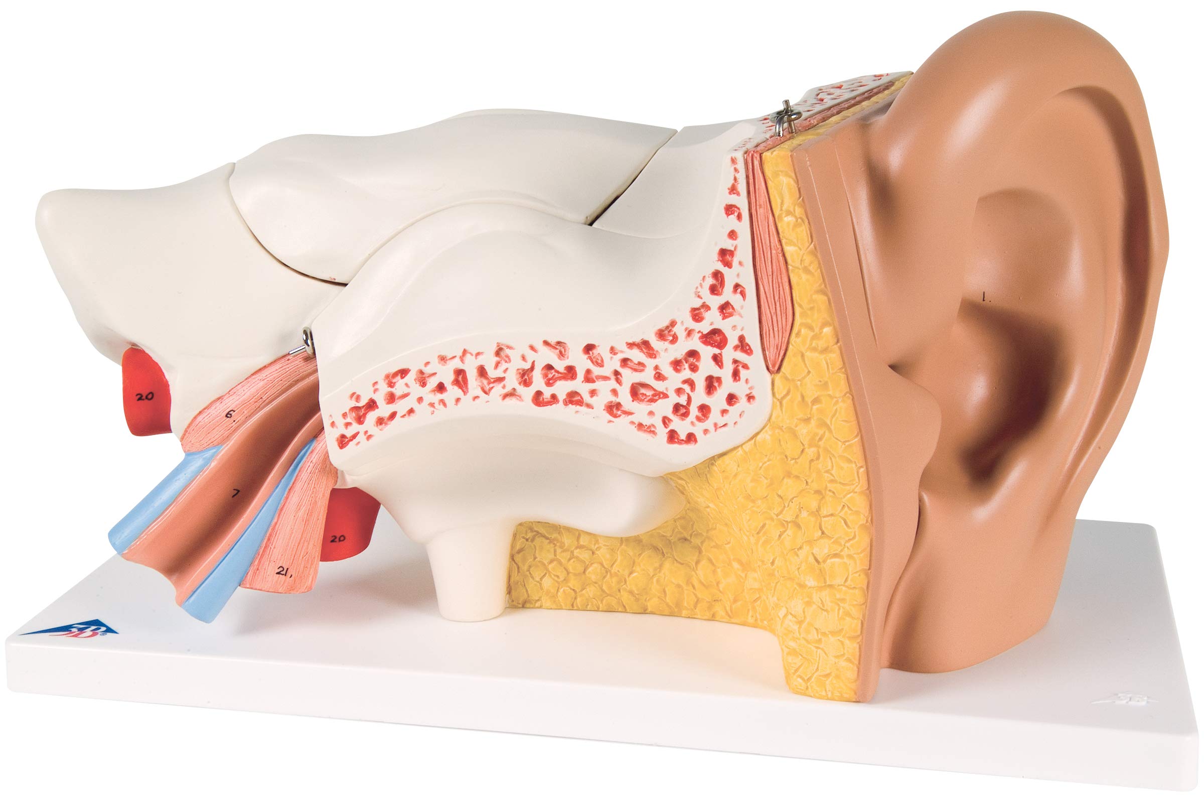 مدل گوش 3B Scientific 3B Smart Anatomy E11، بزرگنمایی 3 برابر، 6 تکه + برنامه رایگان آناتومی - 3B Smart Anatomy