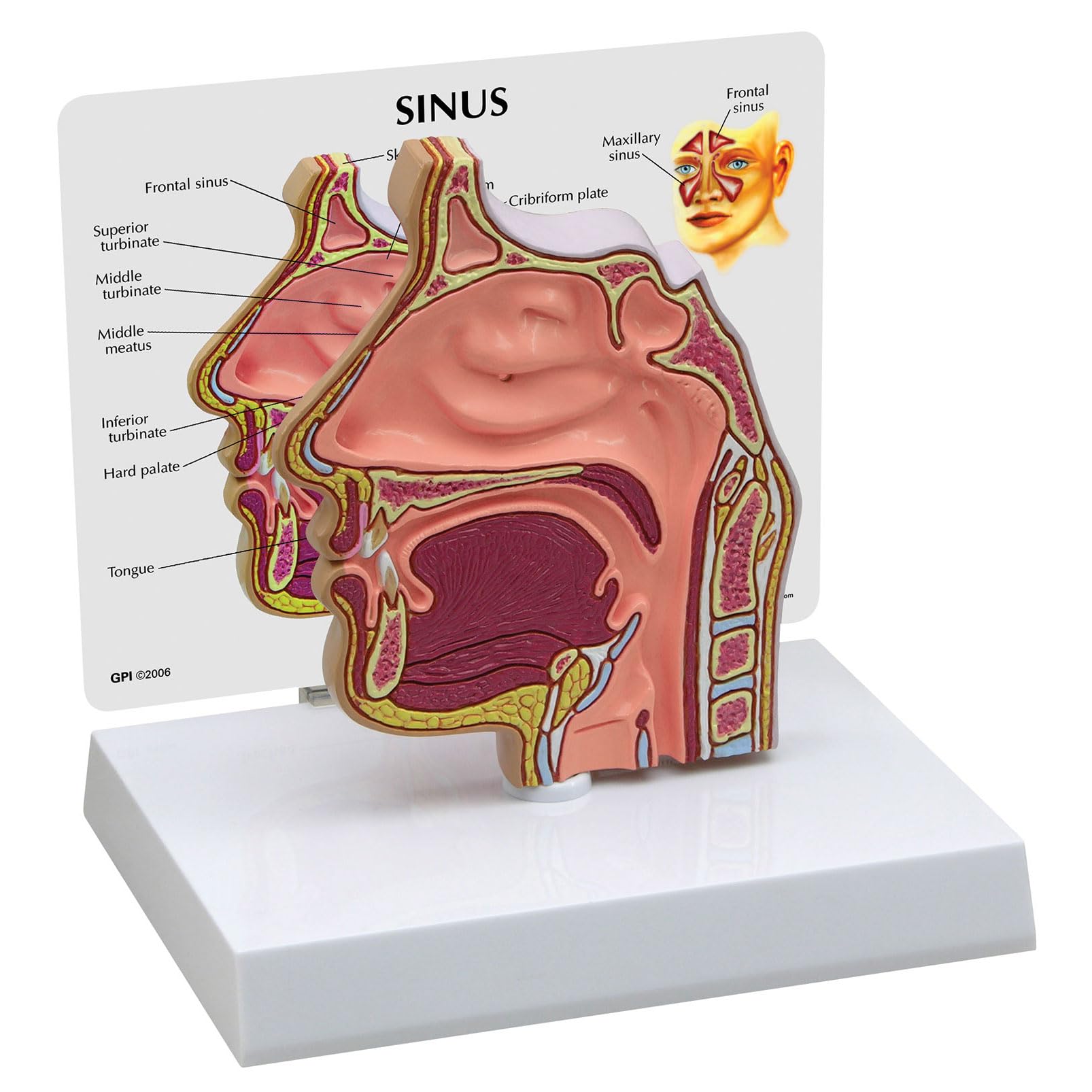 مقطع GPI Anatomicals 2850 Sinus Model