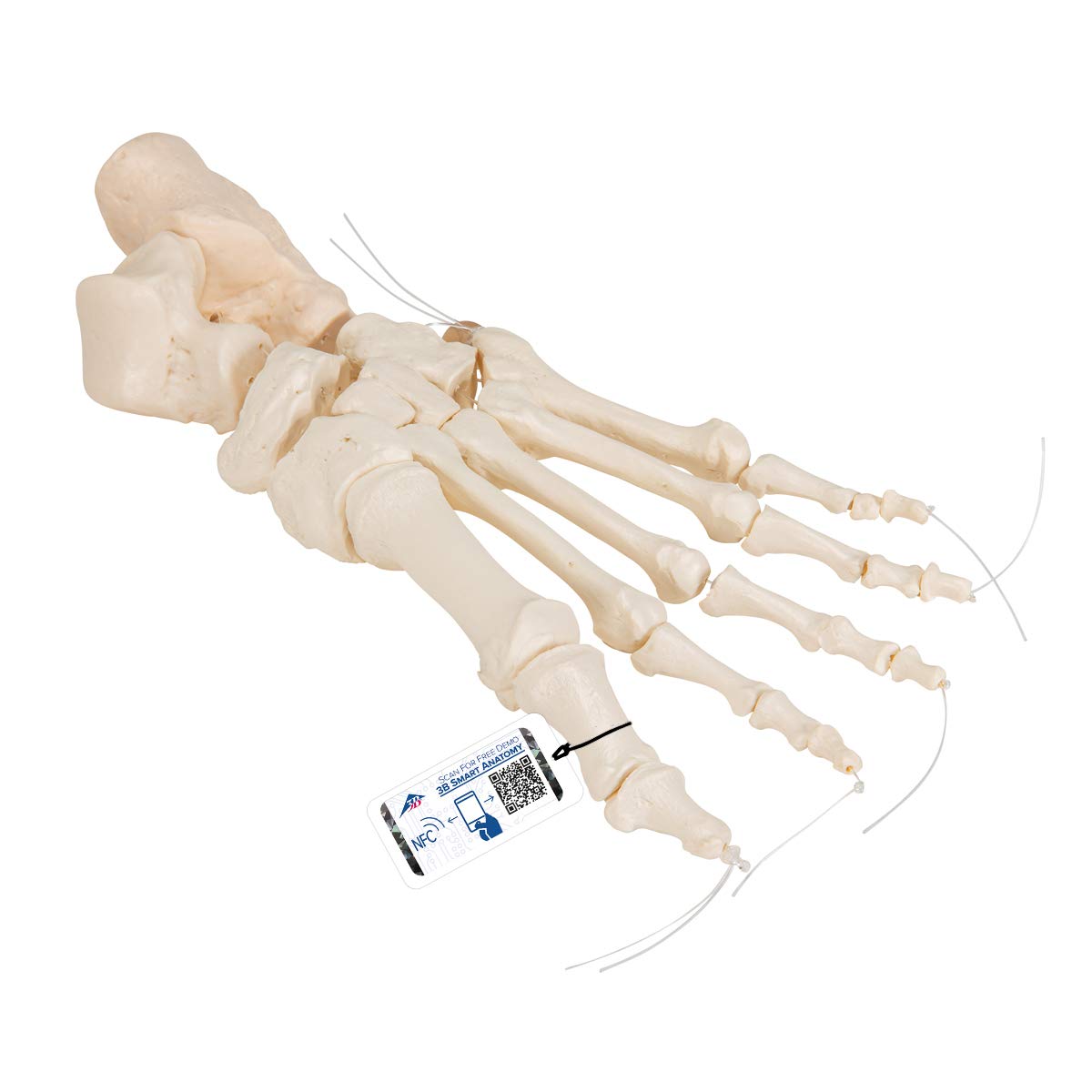 3B علمی آناتومی انسان - اسکلت پا که روی نایلون کشیده شده است + برنامه رایگان آناتومی - 3B Smart Anatomy