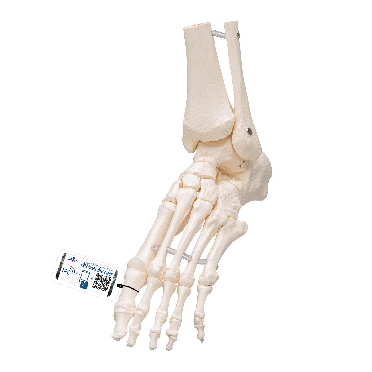 مدل 3B علمی اسکلت پا و مچ پا + برنامه رایگان آناتومی - 3B Smart Anatomy