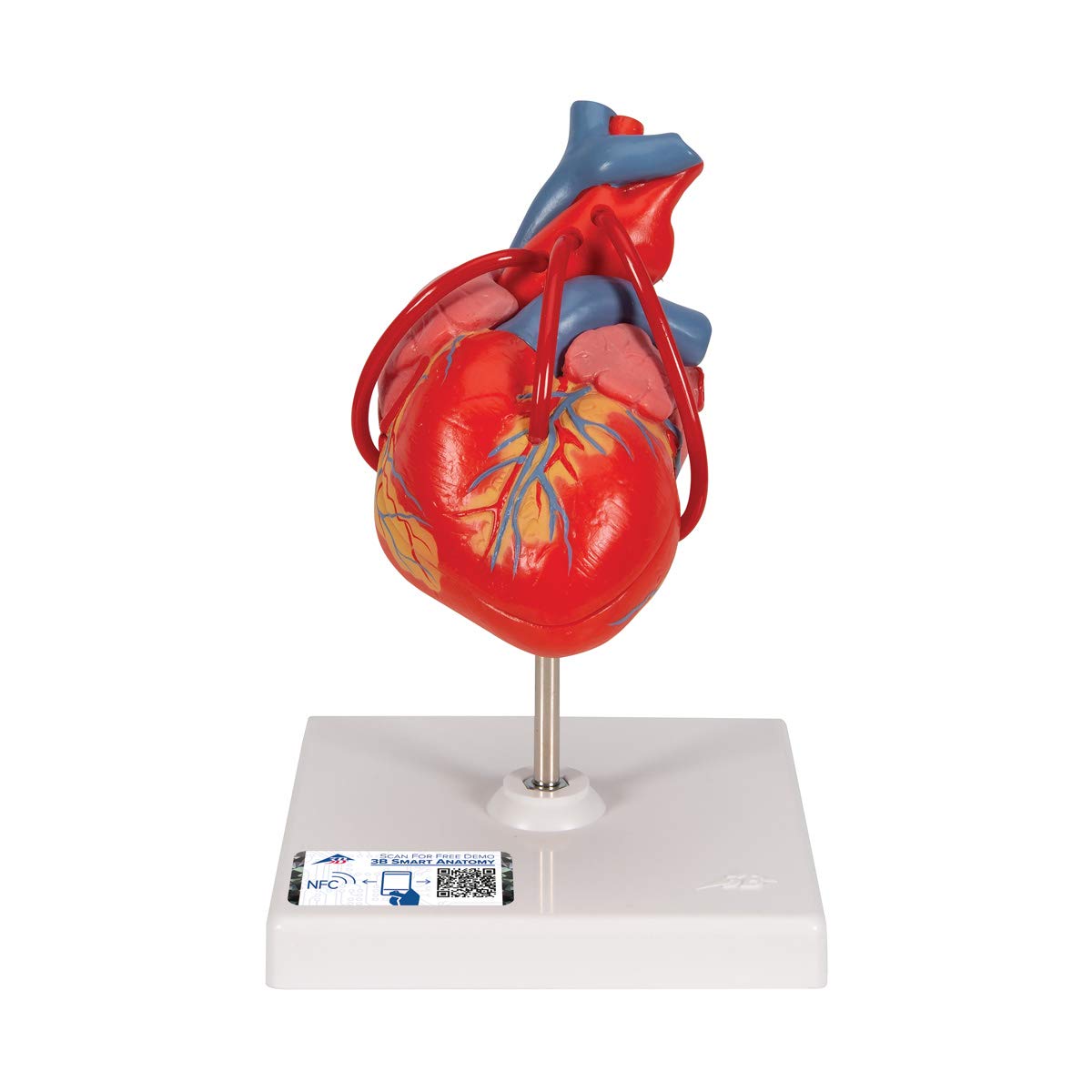 3B Scientific Human Anatomy - قلب کلاسیک با بای پس، 2 قسمت + برنامه آناتومی رایگان - 3B Smart Anatomy
