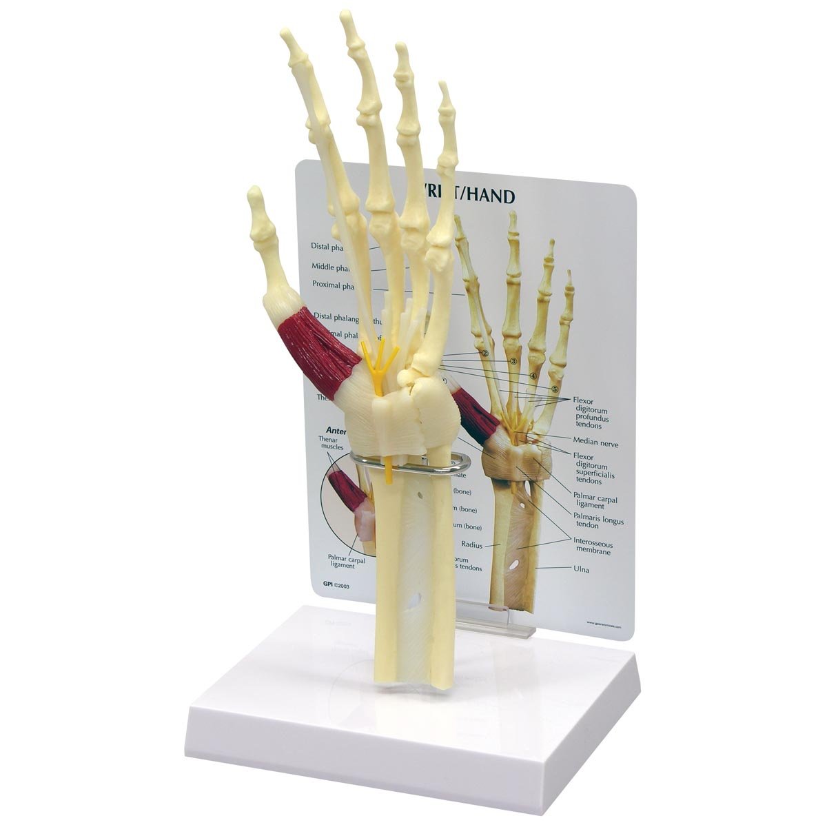 GPI Anatomicals 1920 مدل دست سندرم تونل کارپال