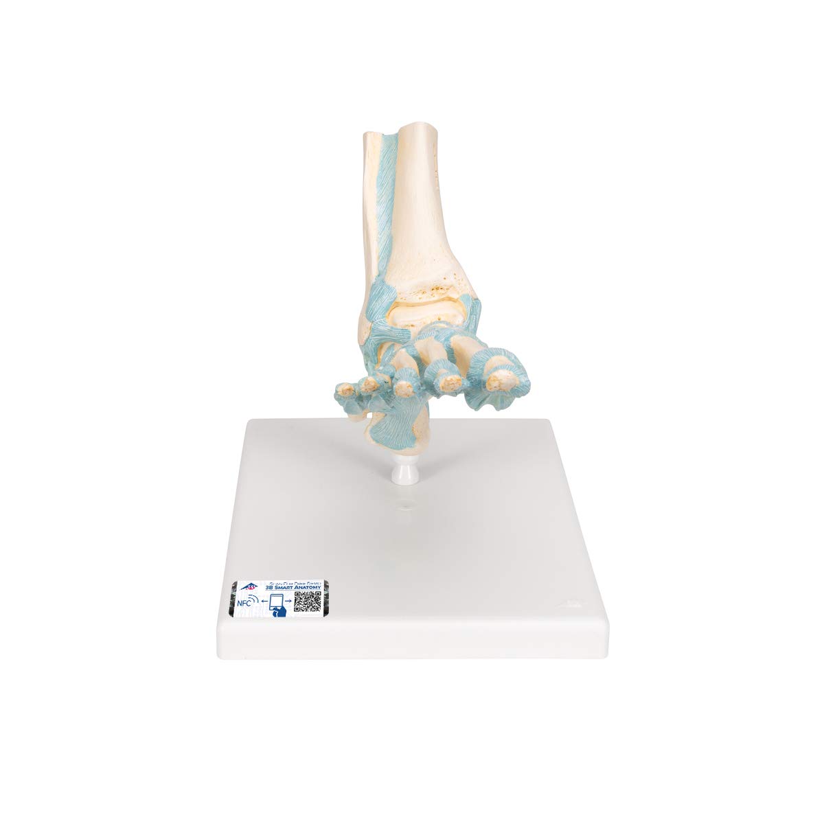مدل اسکلت پا 3B Scientific M34 با رباط + برنامه رایگان آناتومی - 3B Smart Anatomy