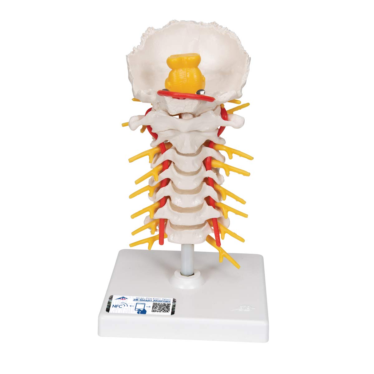 3B Scientific Human Anatomy - مدل ستون فقرات گردنی، متحرک، روی سه پایه + برنامه رایگان آناتومی - 3B Smart Anatomy