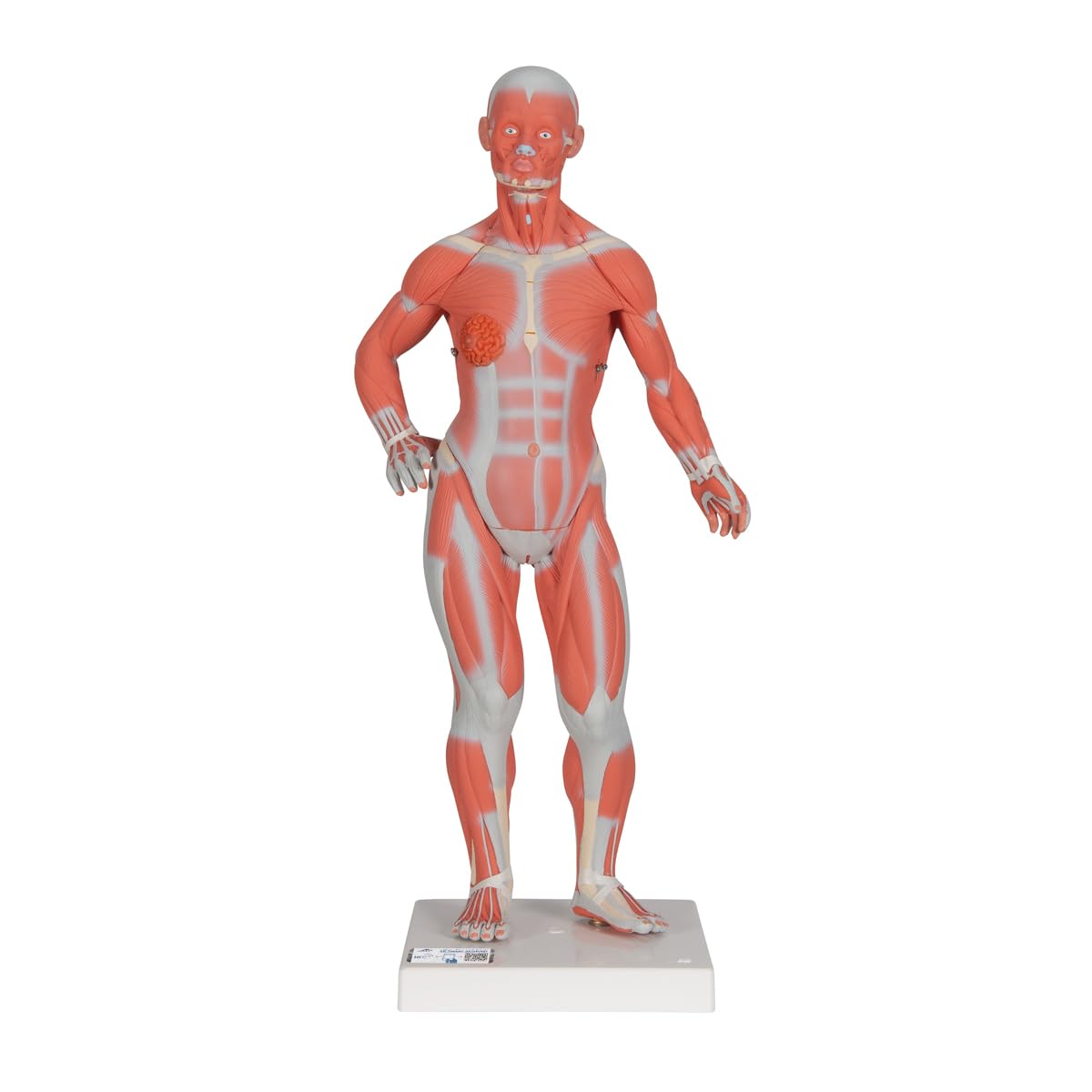 3B علمی آناتومی انسان - شکل ماهیچه، 1/3 اندازه، 2 قطعه + برنامه رایگان آناتومی - 3B Smart Anatomy