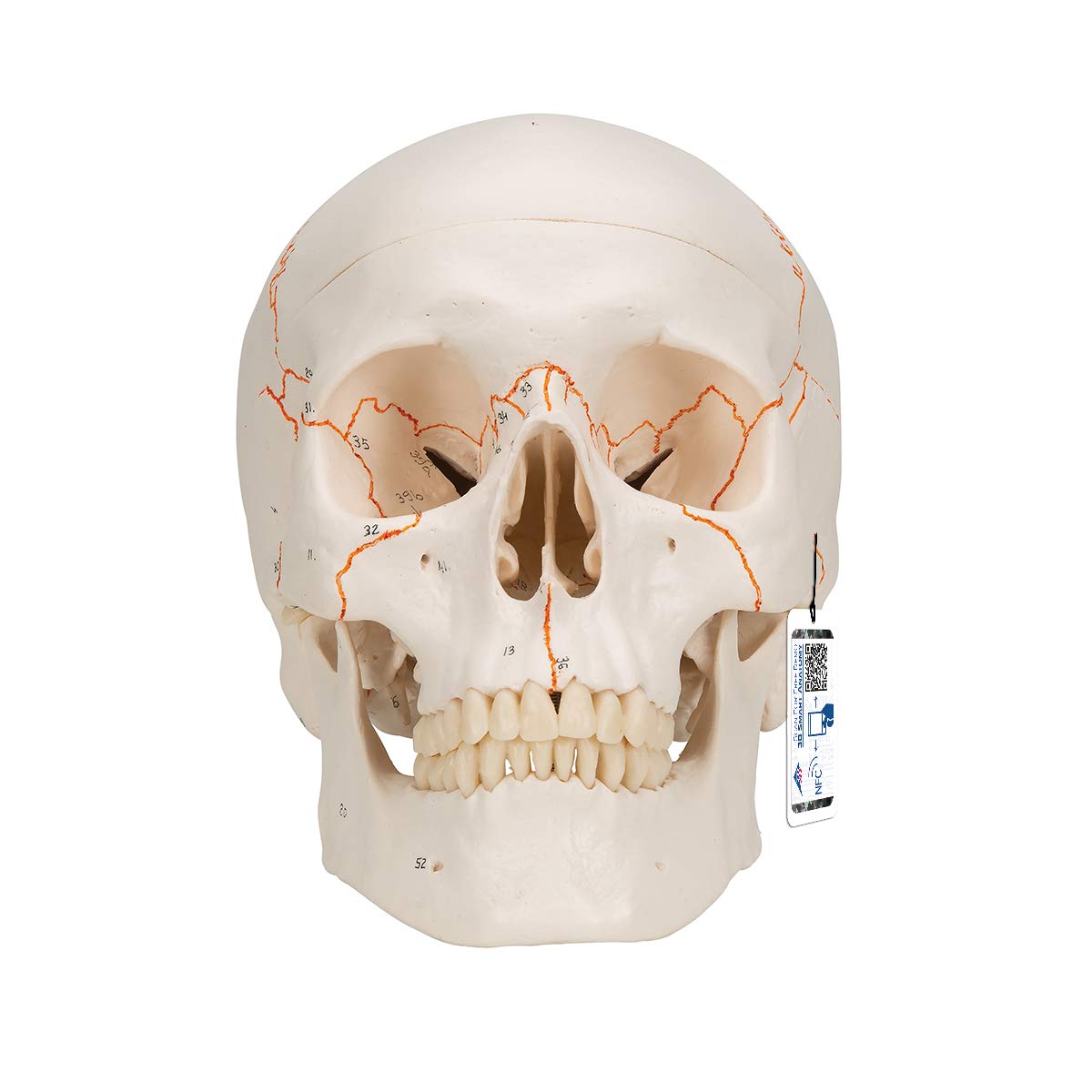 3B Scientific Human Anatomy - جمجمه کلاسیک A21، 3 قسمت + برنامه آناتومی رایگان - 3B Smart Anatomy