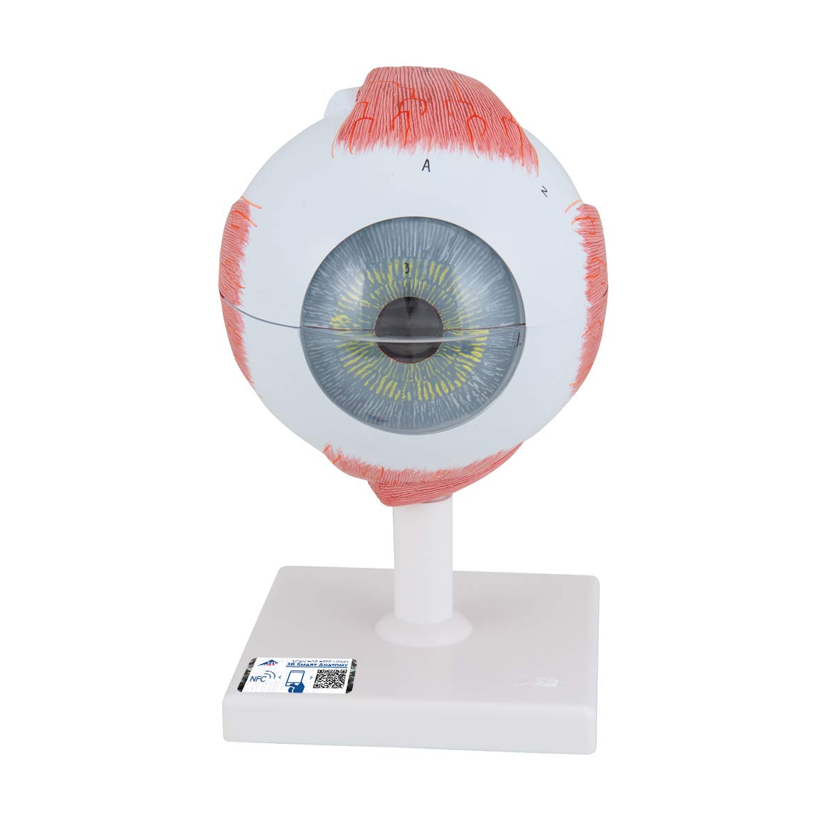 3B Scientific Eye 5x Size 6 Piece + نرم افزار رایگان آناتومی + برنامه رایگان آناتومی - 3B Smart Anatomy F10
