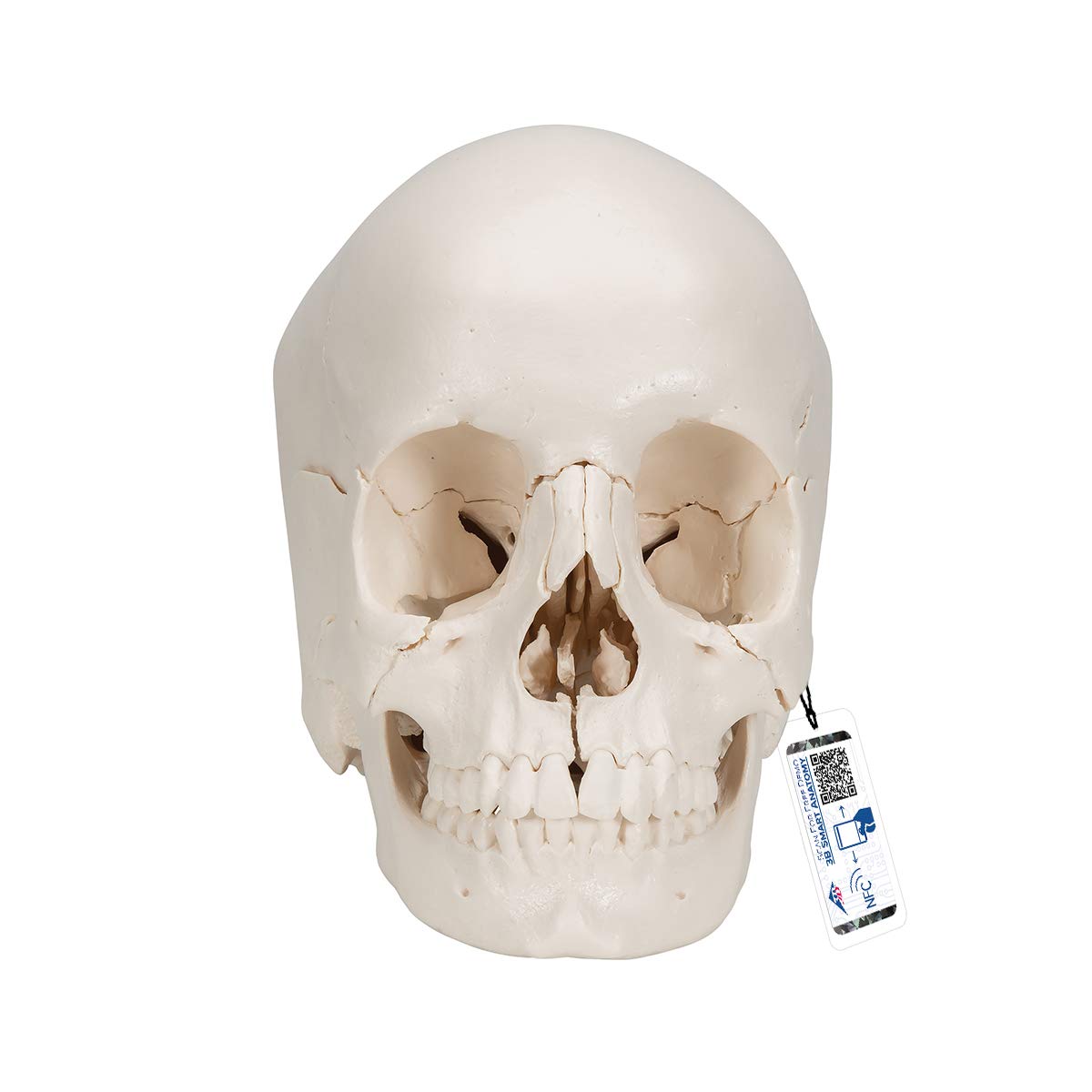 3B Scientific Human Anatomy - مدل جمجمه، قابل جداسازی در 22 استخوان + برنامه رایگان آناتومی - 3B Smart Anatomy، A290