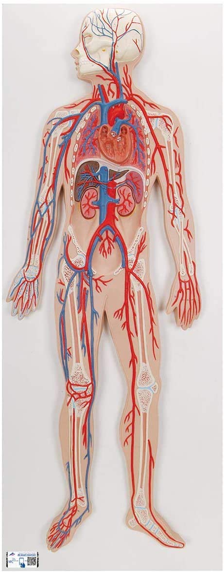 3B Scientific Human Anatomy - گردش خون + برنامه رایگان آناتومی - 3B Smart Anatomy، G30