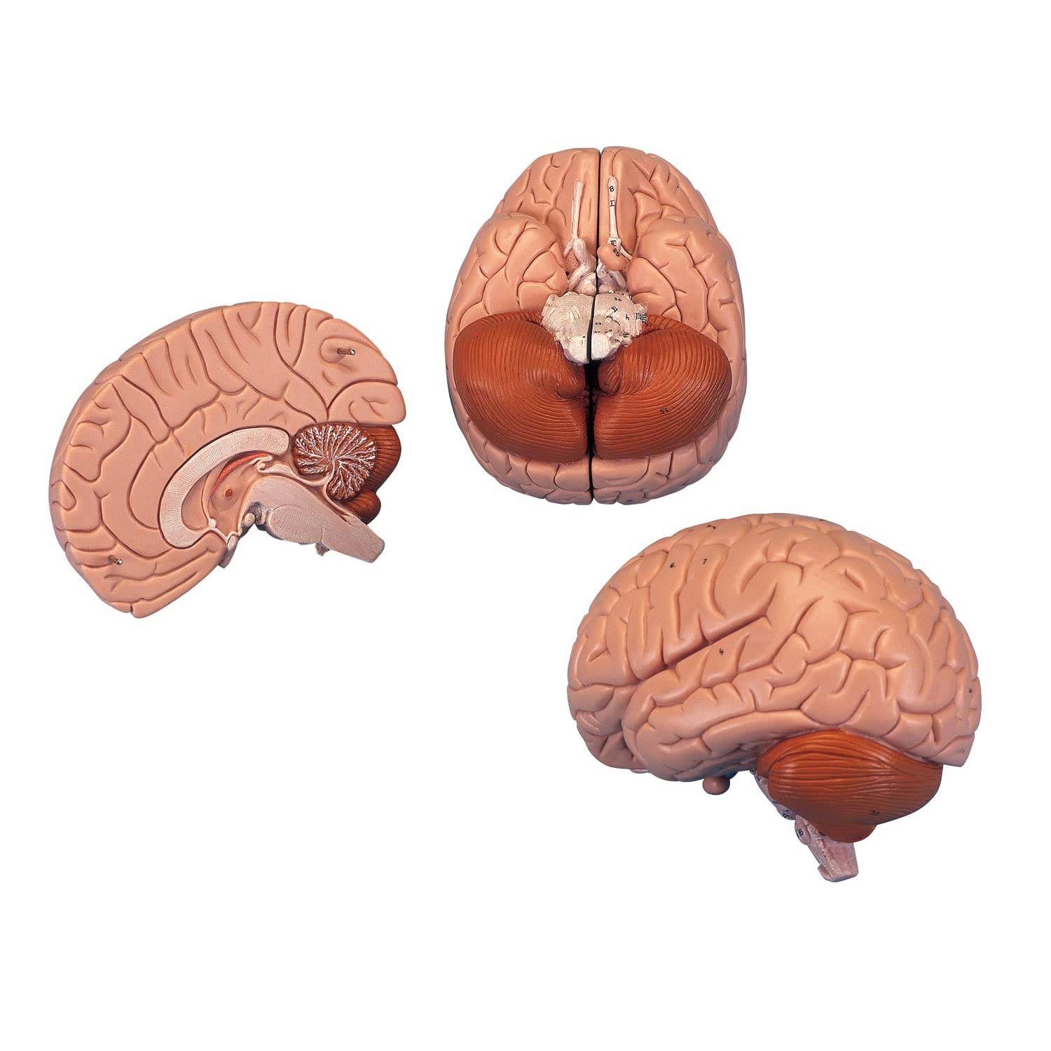 3B Scientific Human Anatomy - مدل مغز، 2 قطعه + برنامه رایگان آناتومی - 3B Smart Anatomy، C15