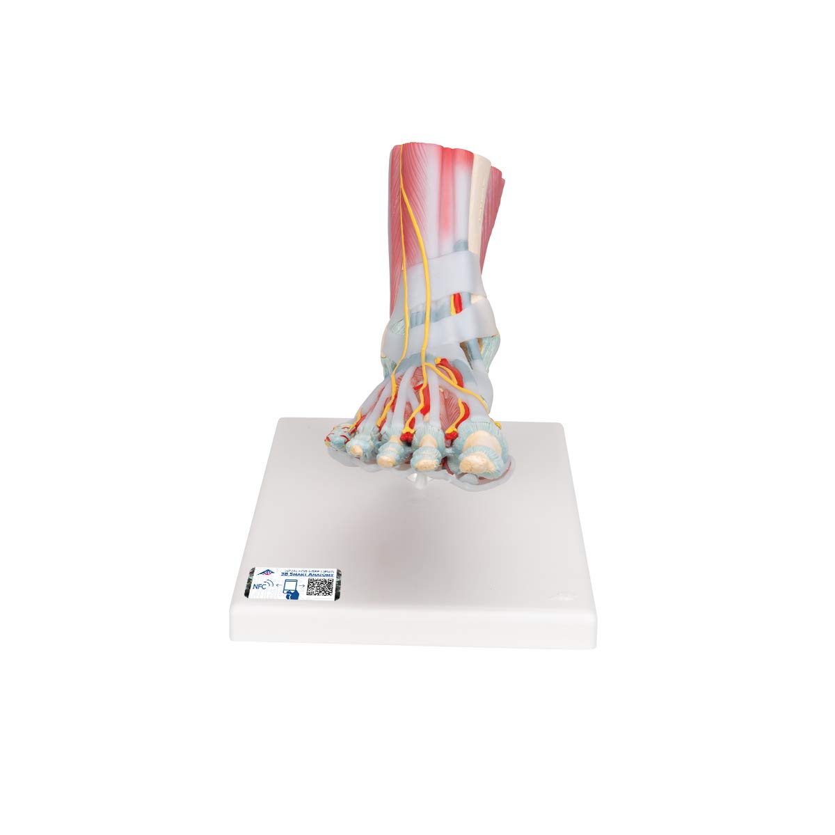 مدل اسکلتی پا 3B Scientific M34/1 با رباط و ماهیچه + نرم افزار رایگان آناتومی - 3B Smart Anatomy