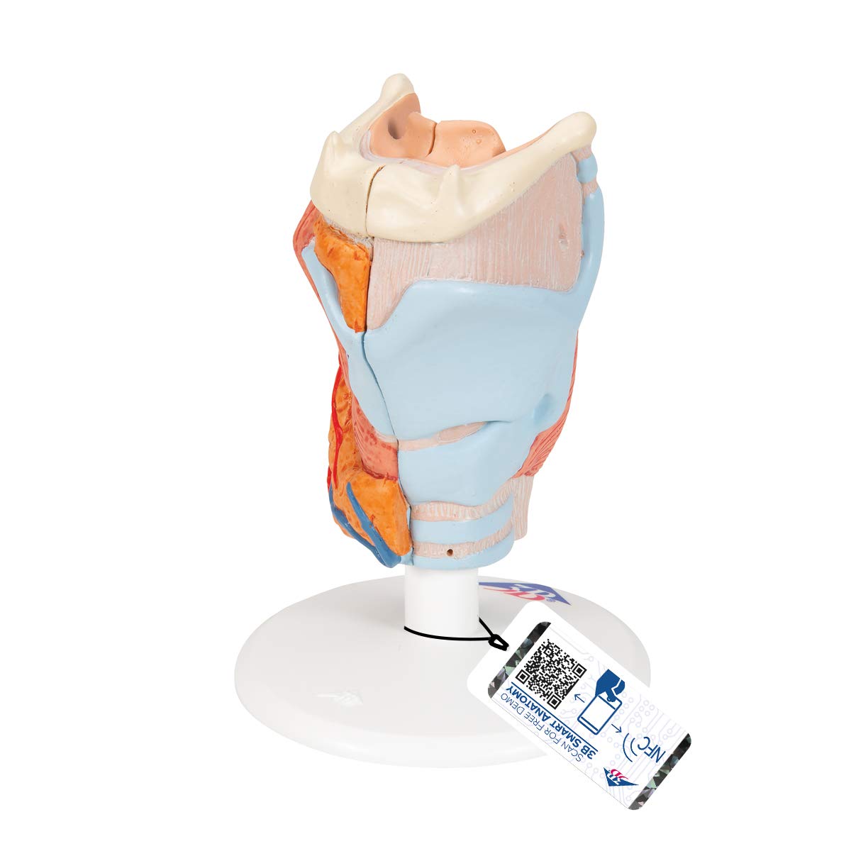 3B علمی آناتومی انسان - مدل حنجره، 2 قطعه + برنامه رایگان آناتومی - 3B Smart Anatomy، اندازه 2.5x، G22