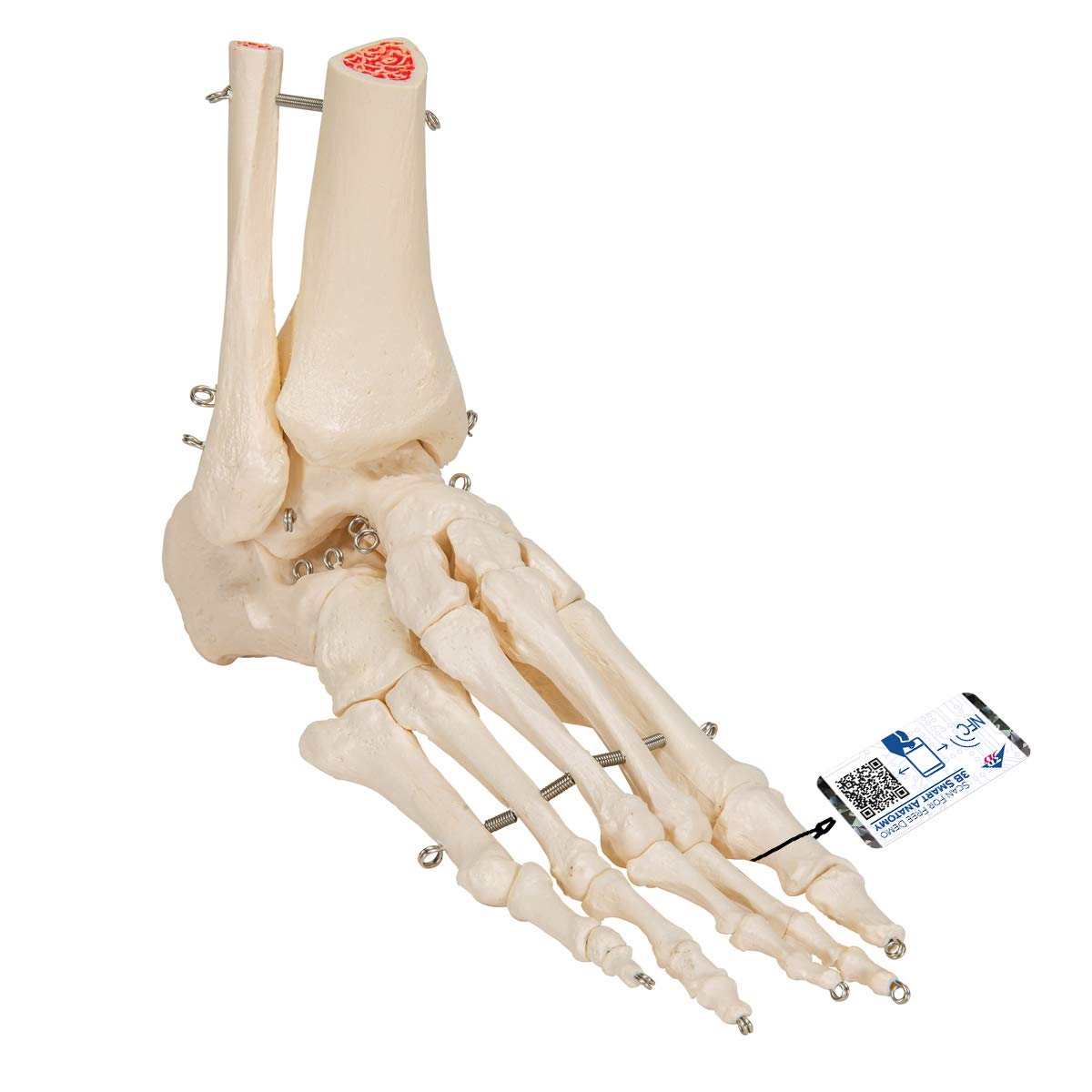 مدل اسکلت پا و مچ پا 3B علمی A31 + برنامه رایگان آناتومی - 3B Smart Anatomy