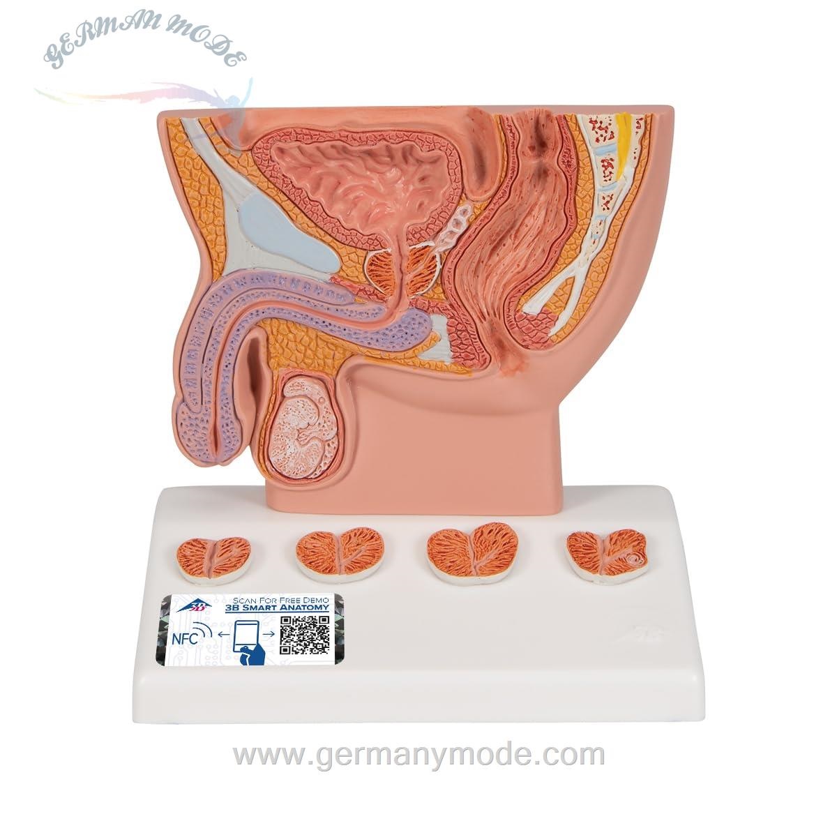 مدل تشریحی پروستات مردانه 3B Scientific، اندازه نصف طبیعی به همراه اپلیکیشن رایگان 3B Smart Anatomy