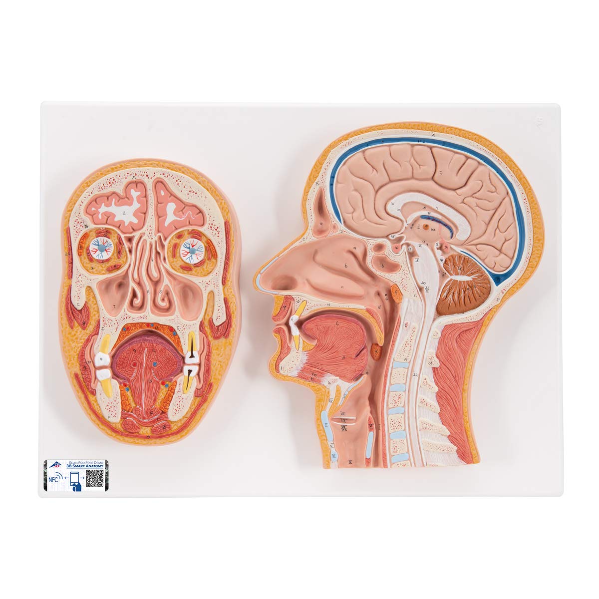 3B علمی آناتومی انسان - بخش میانی و جلوی سر + برنامه رایگان آناتومی - 3B Smart Anatomy