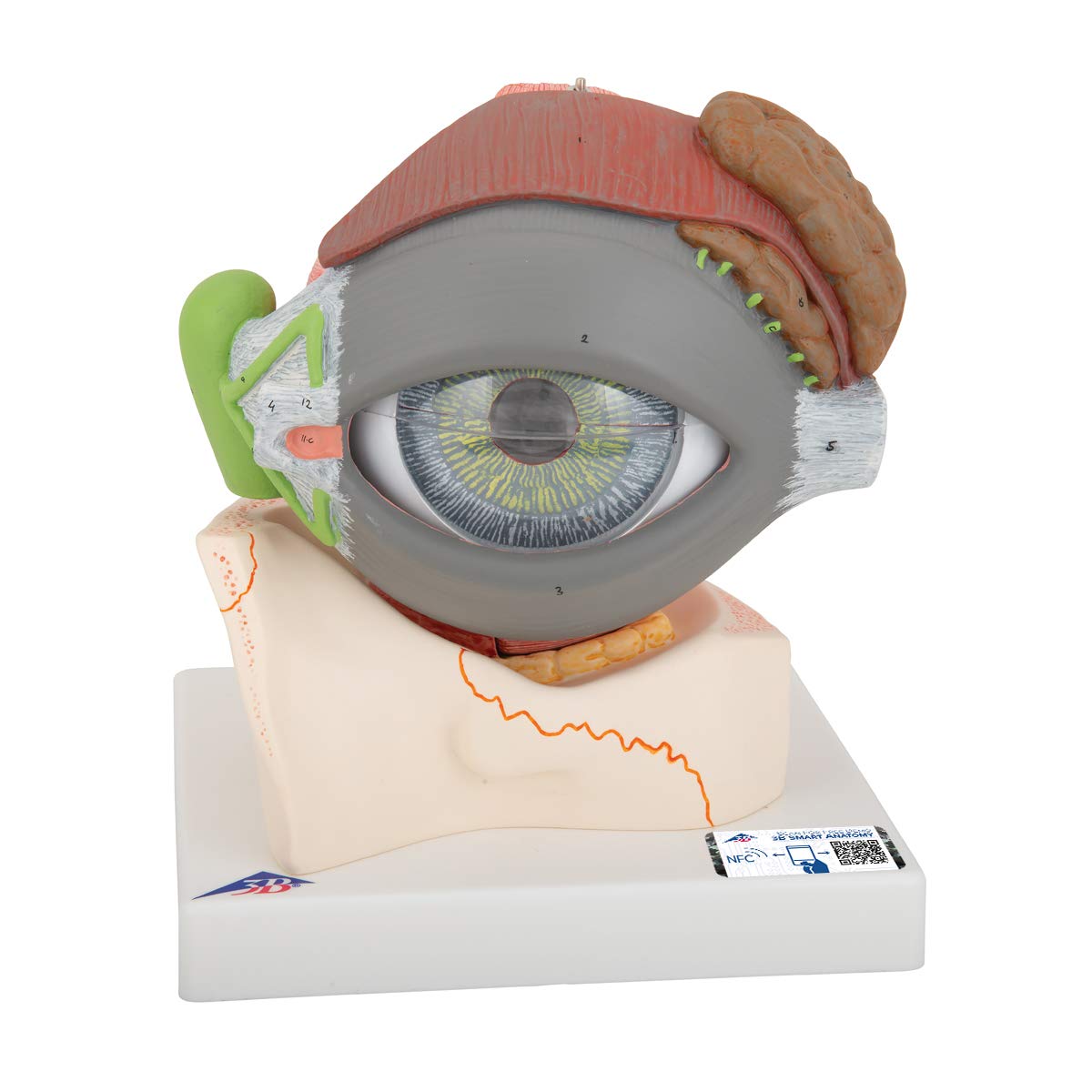 3B Scientific Eye، اندازه 5x، 8 قسمت + برنامه رایگان آناتومی - 3B Smart Anatomy، F12 در کف استخوانی حدقه چشم 5x