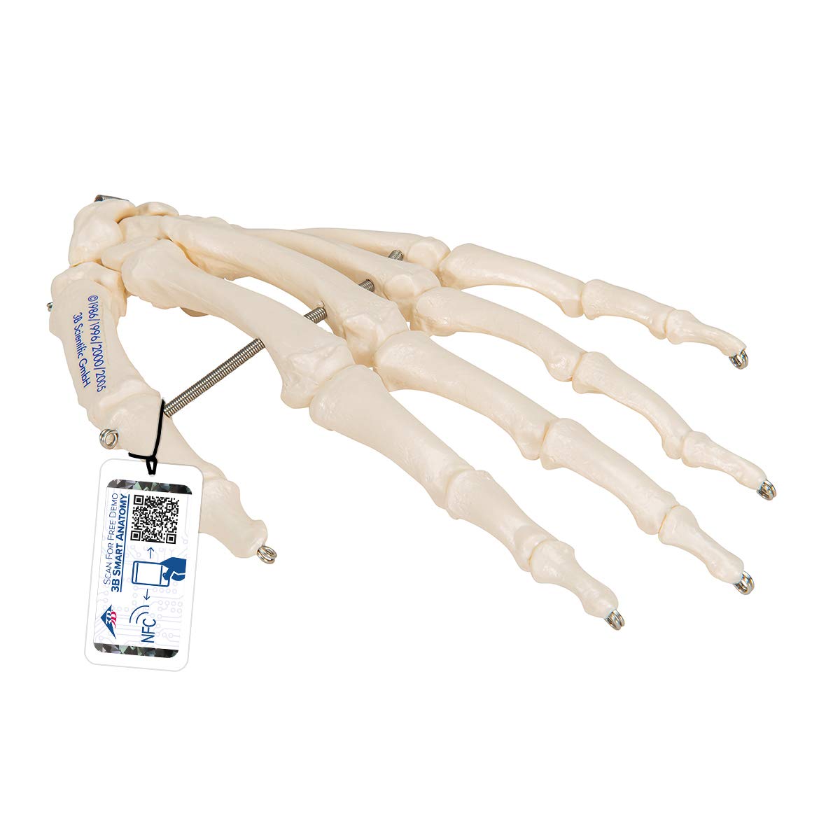 3B Scientific Human Anatomy - اسکلت دست کشیده شده روی سیم + برنامه رایگان آناتومی - 3B Smart Anatomy