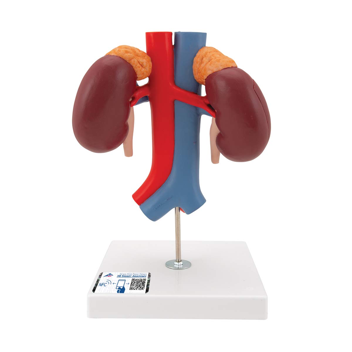 مدل تشریحی کلیه‌ ها با رگ‌ های خونی عروقی 3B Scientific، 2 تکه به همراه اپلیکیشن رایگان 3B Smart Anatomy