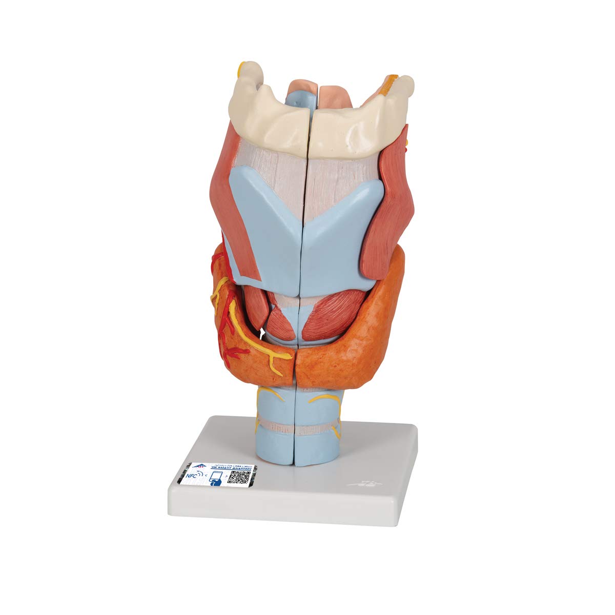 3B Scientific Human Anatomy - مدل حنجره، اندازه 2x، 7 قطعه + برنامه رایگان آناتومی - 3B Smart Anatomy، G21