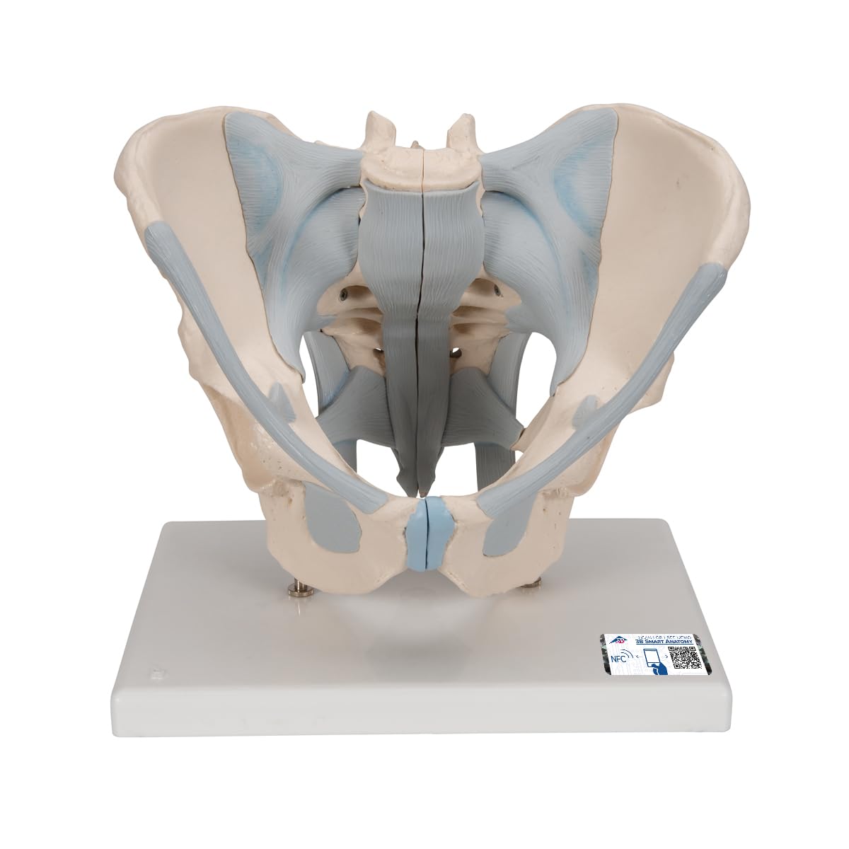 مدل تشریحی لگن مردانه با رباط‌ها 3B Scientific، 2 تکه به همراه اپلیکیشن رایگان 3B Smart Anatomy