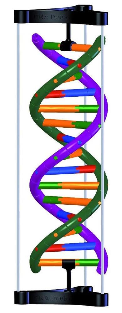 مدل تشریحی دوگانه‌ چرخ بیولوژی و ژنتیک DNA 3B Scientific، کیت آموزشی برای دانشجویان