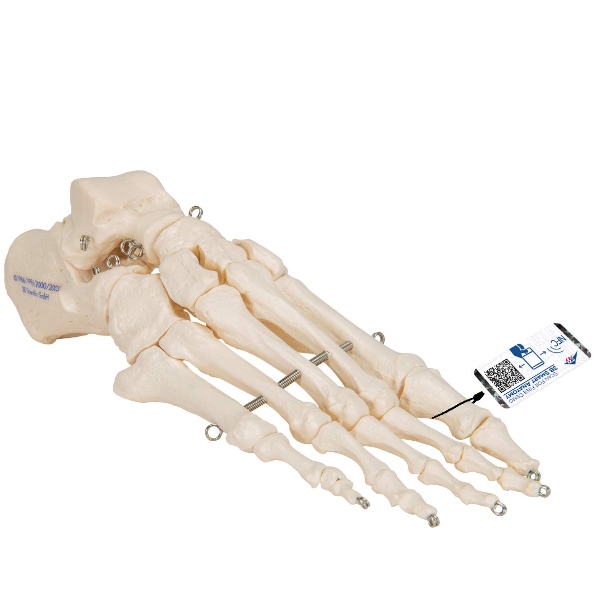 3B علمی آناتومی انسان - اسکلت پا کشیده شده روی سیم + برنامه رایگان آناتومی - 3B Smart Anatomy